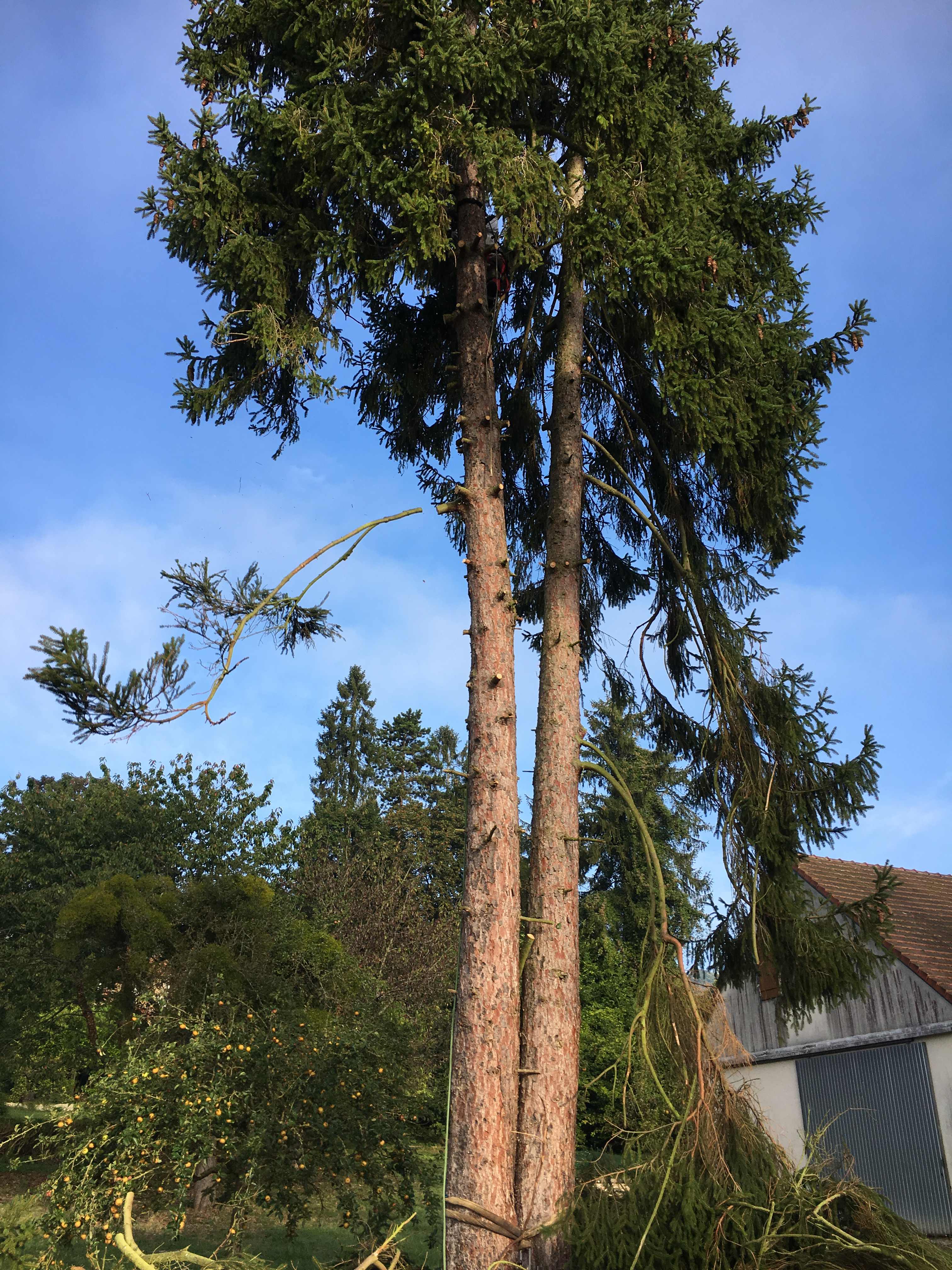 elagage abattage Jolgonne 02850